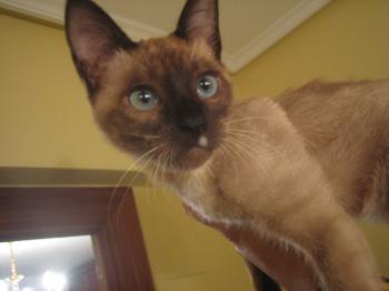 Coco Bild von Coco