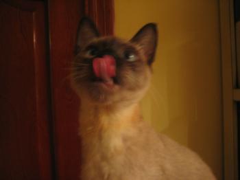 Coco Bild von Coco