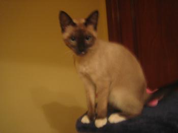 Coco Bild von Coco