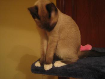 Coco Bild von Coco