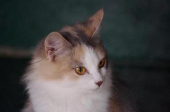 Belinda Bild von Belinda