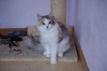 Belinda Bild von Belinda