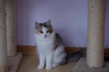 Belinda Bild von Belinda