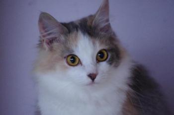 Belinda Bild von Belinda