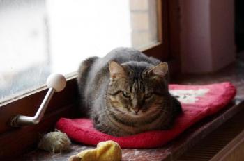 Felix Bild von Felix