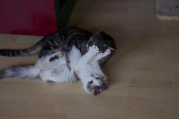 Felix Bild von Felix