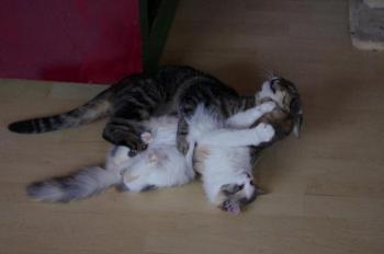 Felix Bild von Felix