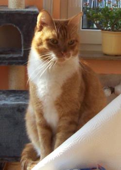 Costigan Bild von Costigan