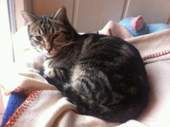 Felix Bild von Felix