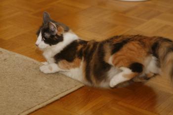 Trikinina Bild von Trikinina