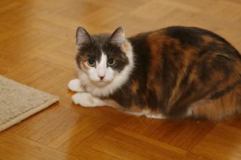 Trikinina Bild von Trikinina