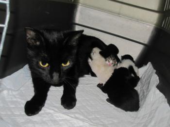 Tiffy Babies Bild von Tiffy