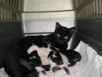 Tiffy Babies Bild von Tiffy