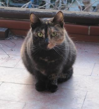 Quina Bild von Quina