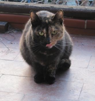 Quina Bild von Quina