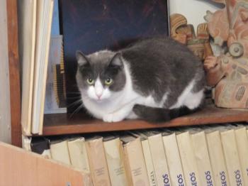Bild von Vivi
