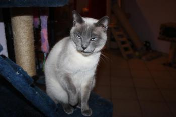 Blue Bild von Blue