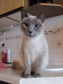Blue Bild von Blue