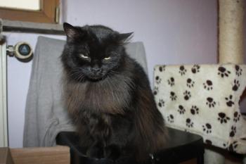 Alice Bild von Alice