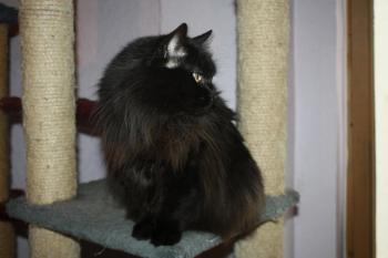 Alice Bild von Alice