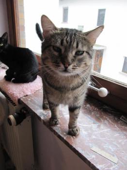 Felix Bild von Felix