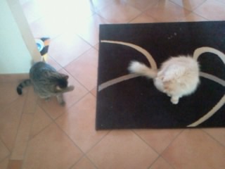 Rasty Bild von Rasty