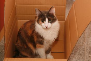 Trikinina Bild von Trikinina