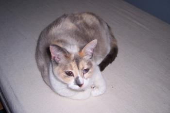 Dalila Bild von Dalila