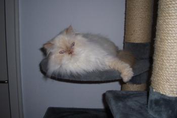 Bolita Bild von Bolita