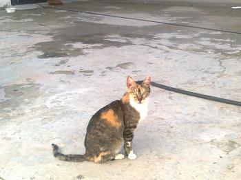 Susan Bild von Susan
