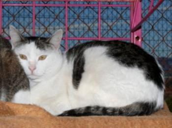 5706 Bild von 5706 Gismo