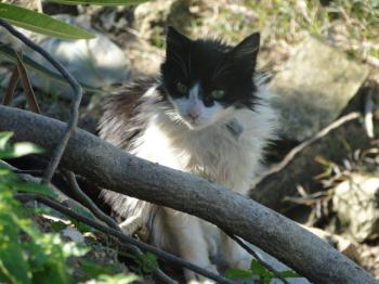Layla Bild von Layla