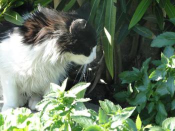 Layla Bild von Layla