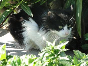 Layla Bild von Layla