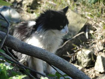 Layla Bild von Layla