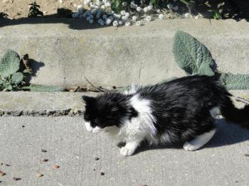 Layla Bild von Layla