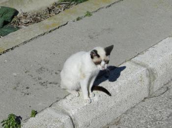 Ohne Namen 4735 Bild von Elvis