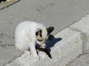 Ohne Namen 4735 Bild von Elvis