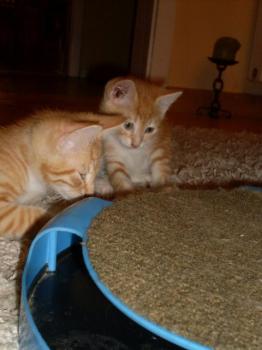 Bild von Henry