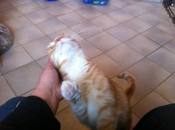 Bild von Henry