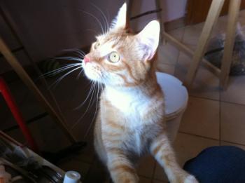 Bild von Henry