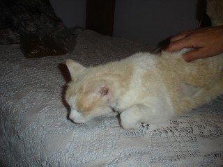 Averil Bild von Averil