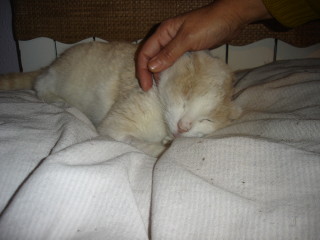 Averil Bild von Averil