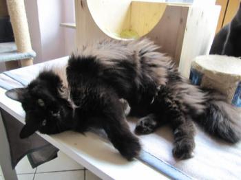 Alice Bild von Alice