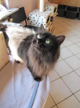 Alice Bild von Alice