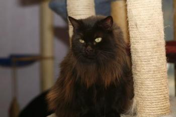 Alice Bild von Alice