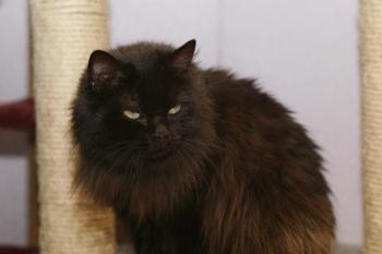 Alice Bild von Alice