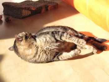 Felix Bild von Felix