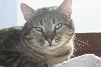 Felix Bild von Felix