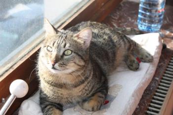Felix Bild von Felix